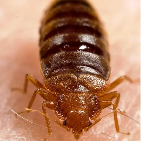 Bed Bugs Close-Up