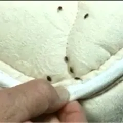 Multiple Bed Bugs