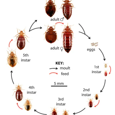 Bed Bugs Cycle