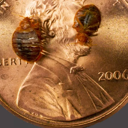 Penny