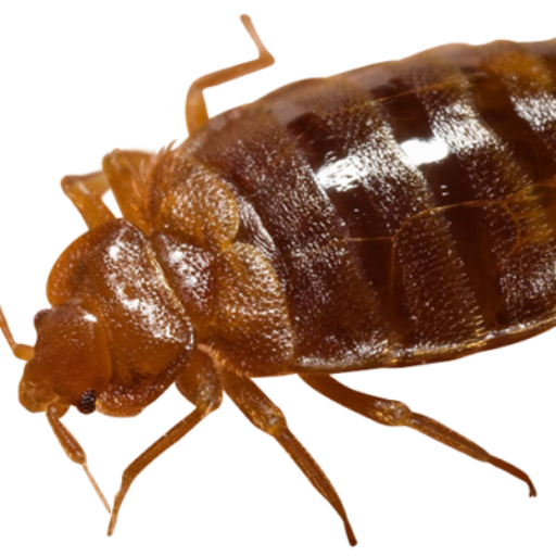 Close Angle Bed-Bugs