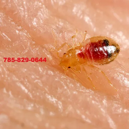 Small Bed Bugs