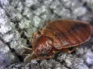 Bed Bug up Close