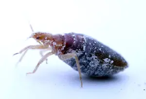 Bed Bug