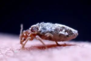 Bed Bug