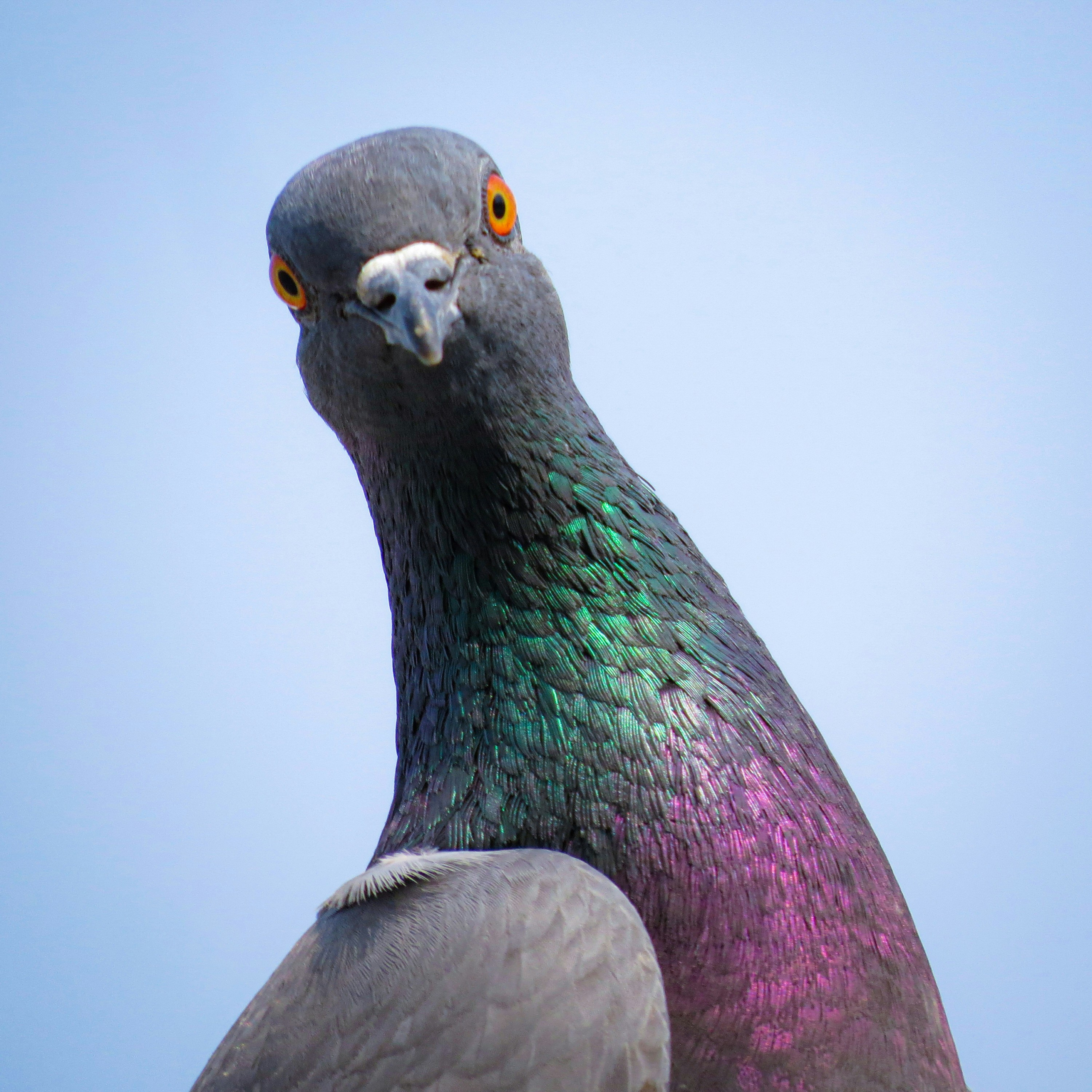 Bird control and removal service in Kansas