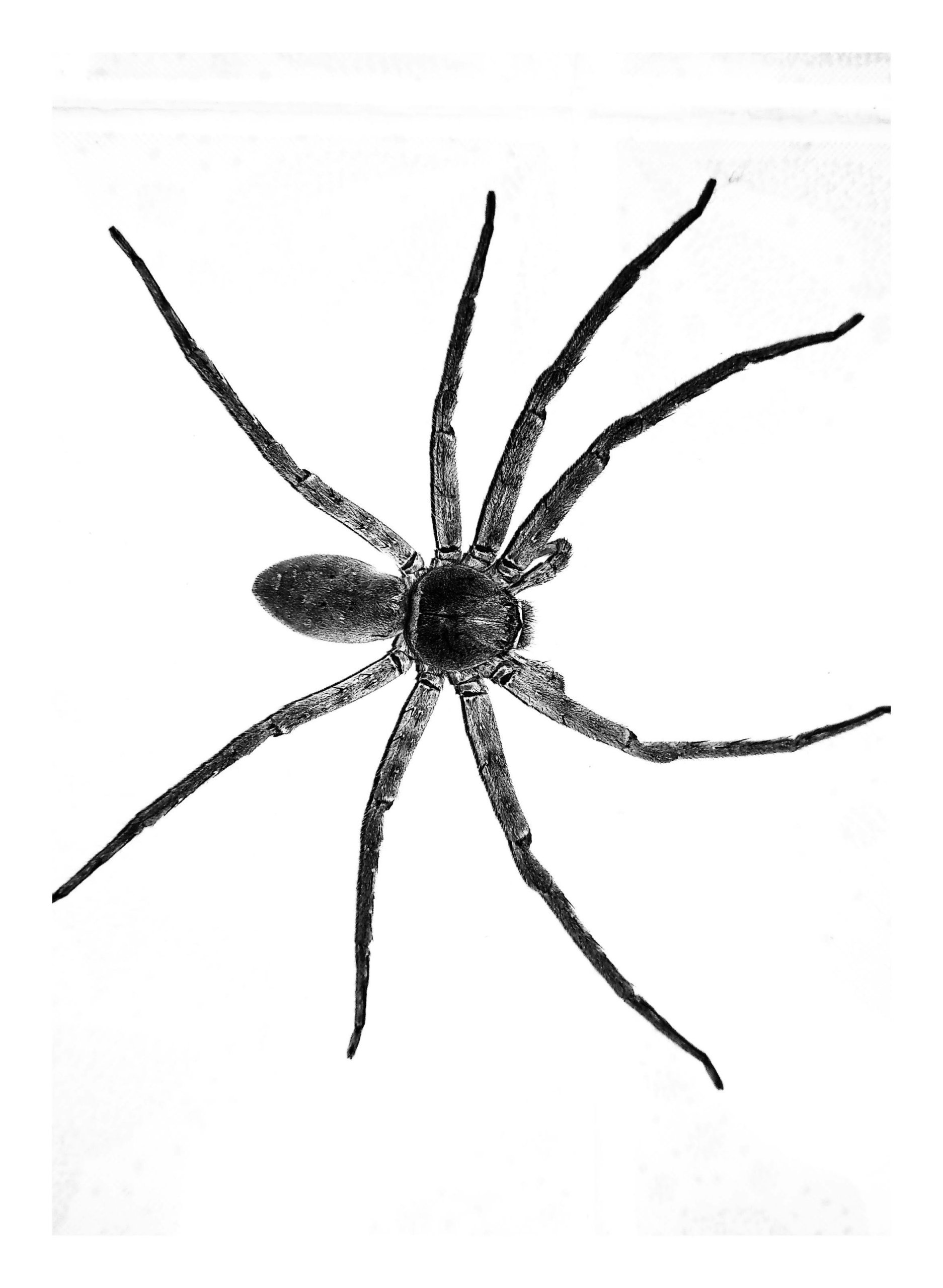 Spider control service in Central Kansas