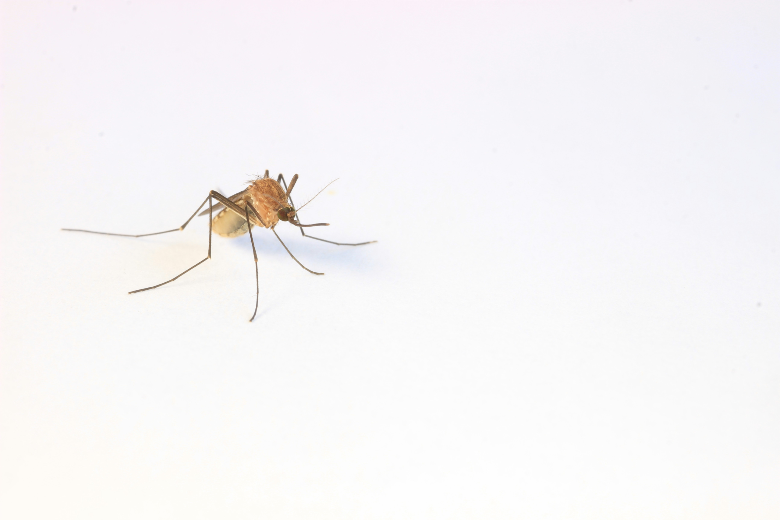 Summer Pest in Kansas: What Homeowners Should Expect