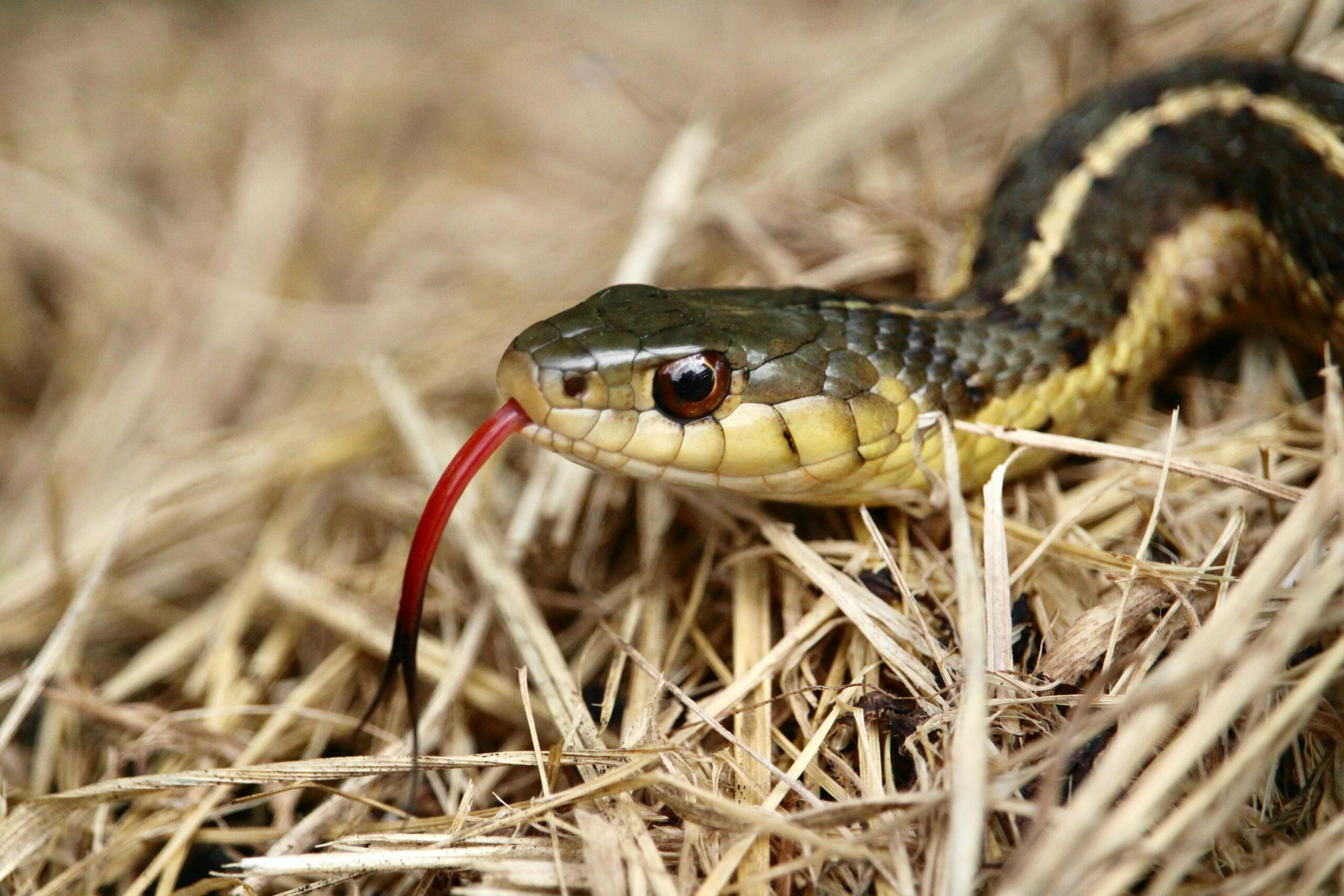 Snake control and removal service in Kansas