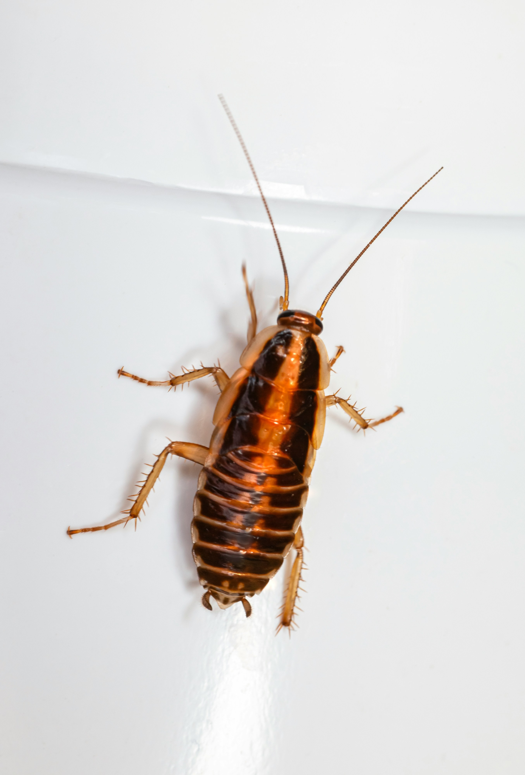 Cockroach control service in Central Kansas