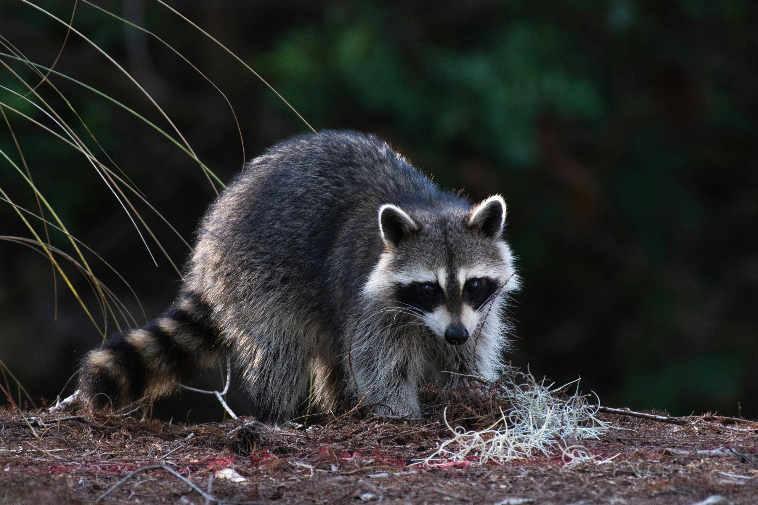 Raccoon control and removal service in Kansas