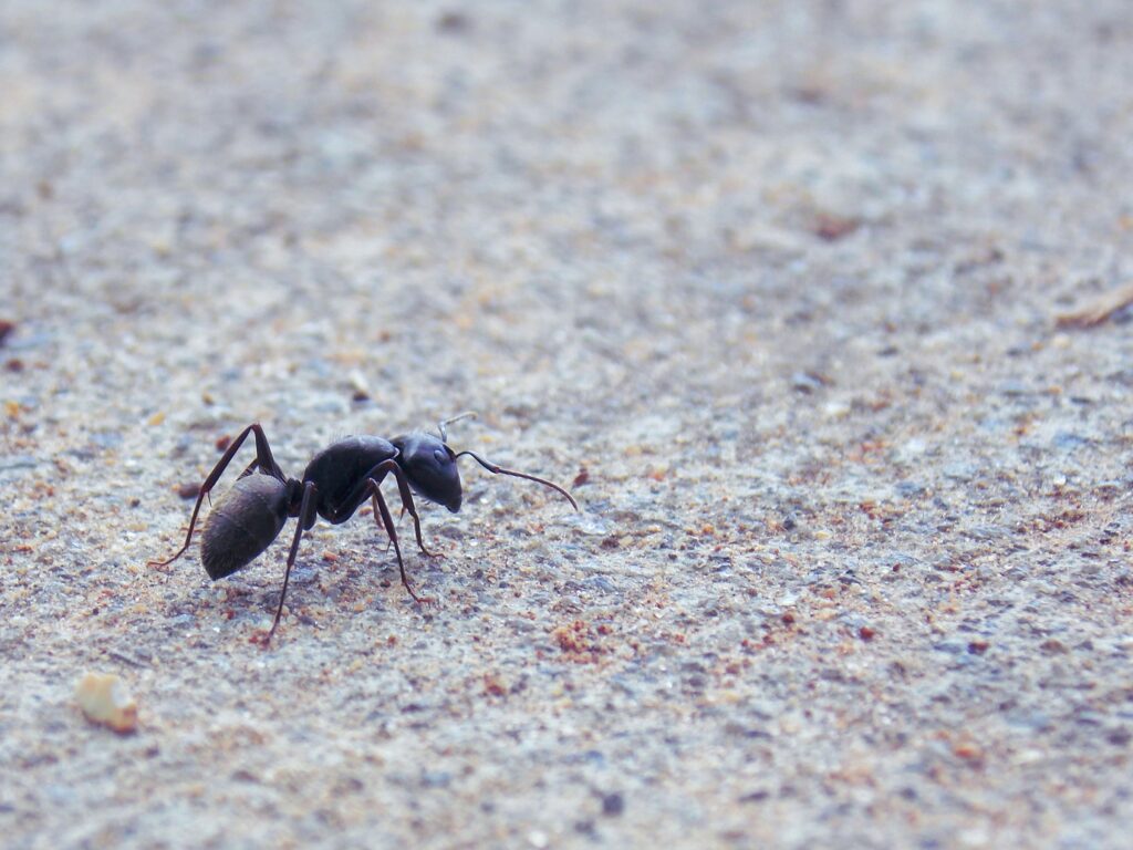ant control Kansas