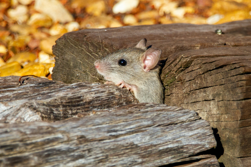 mouse control kansas