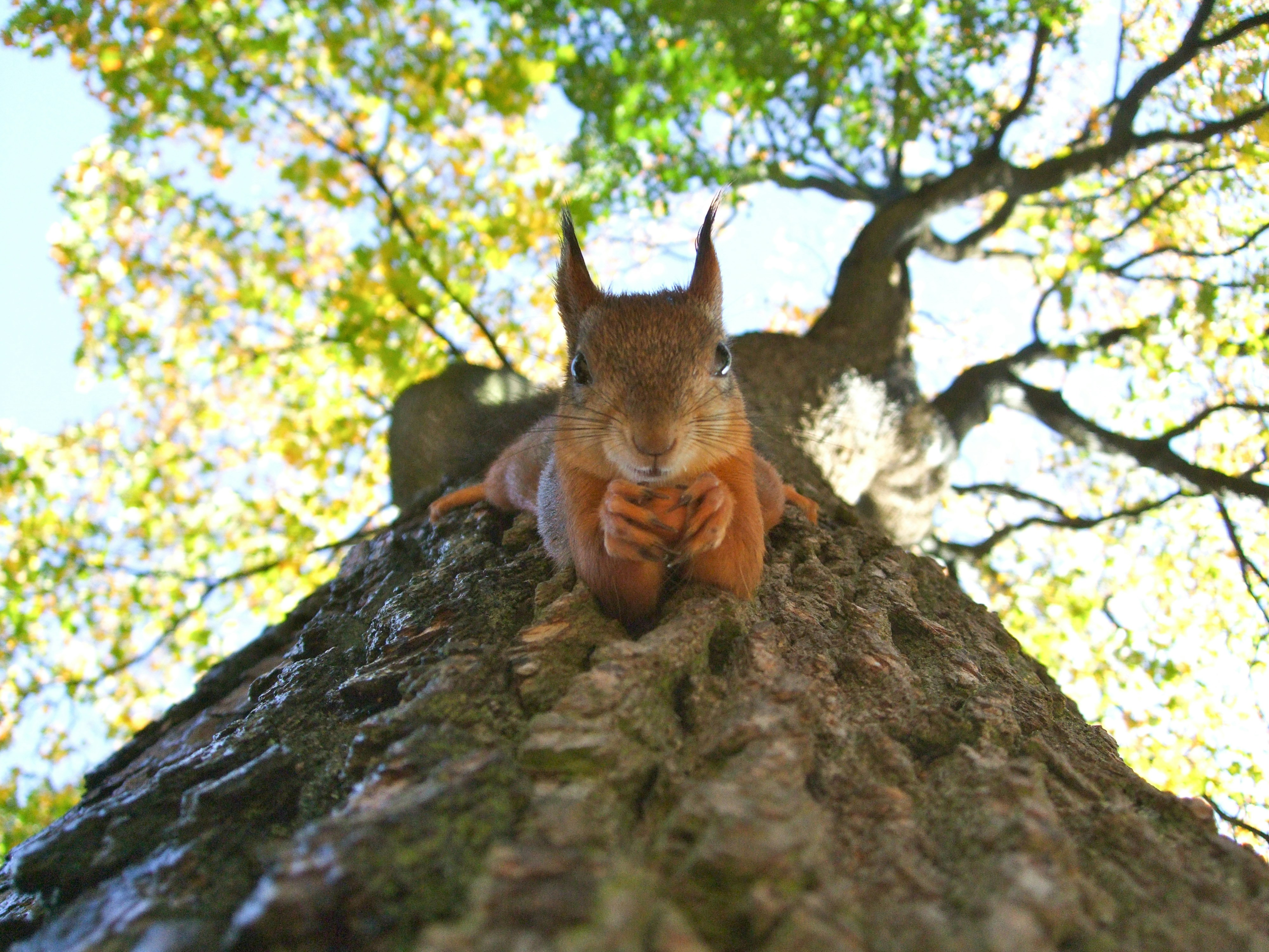 Squirrel control and removal service in Kansas