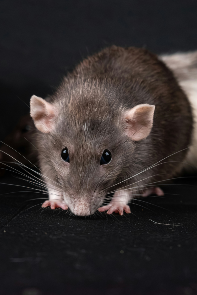 Rodent control services for mice and rats in Central Kansas