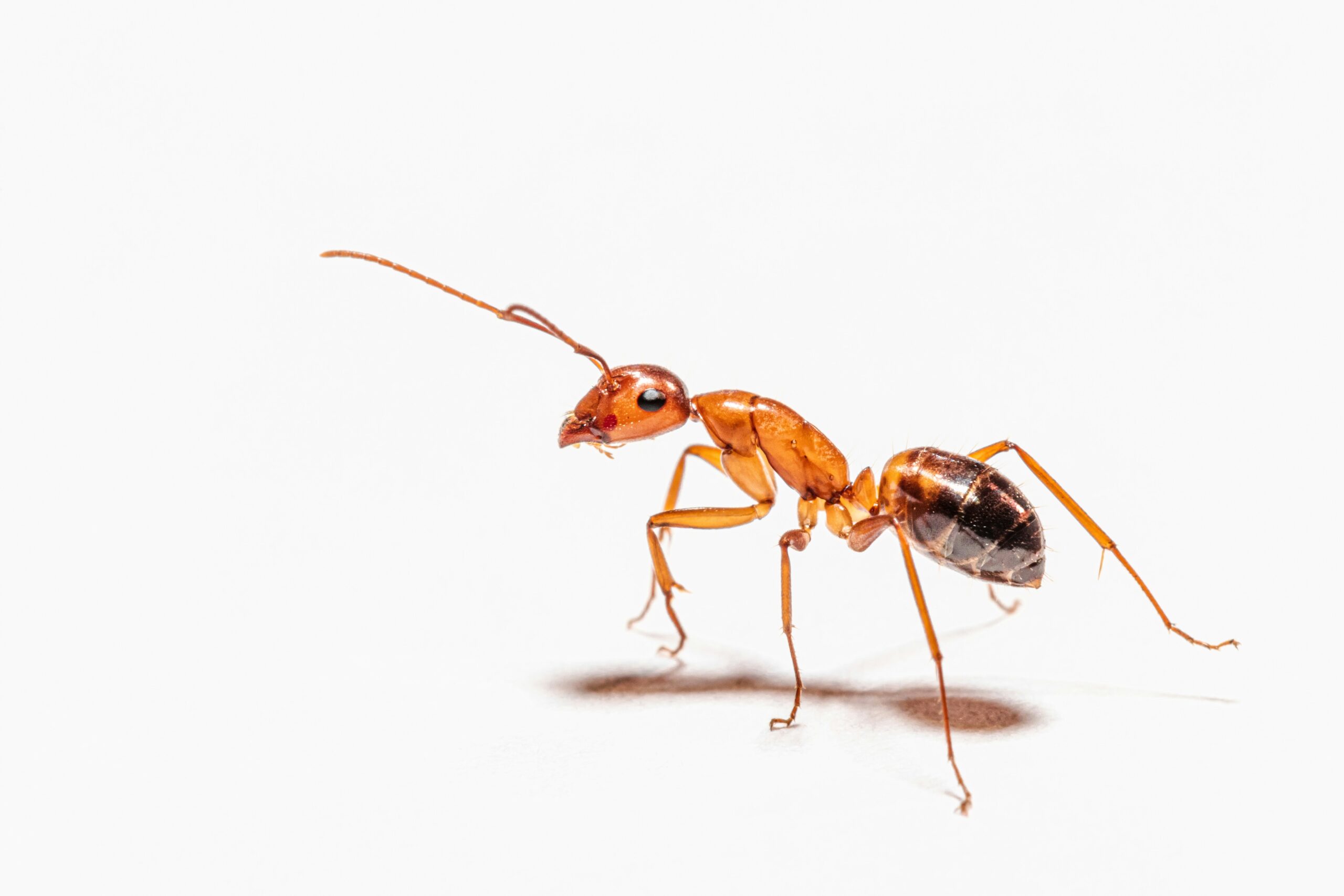 Ant control service in Central Kansas