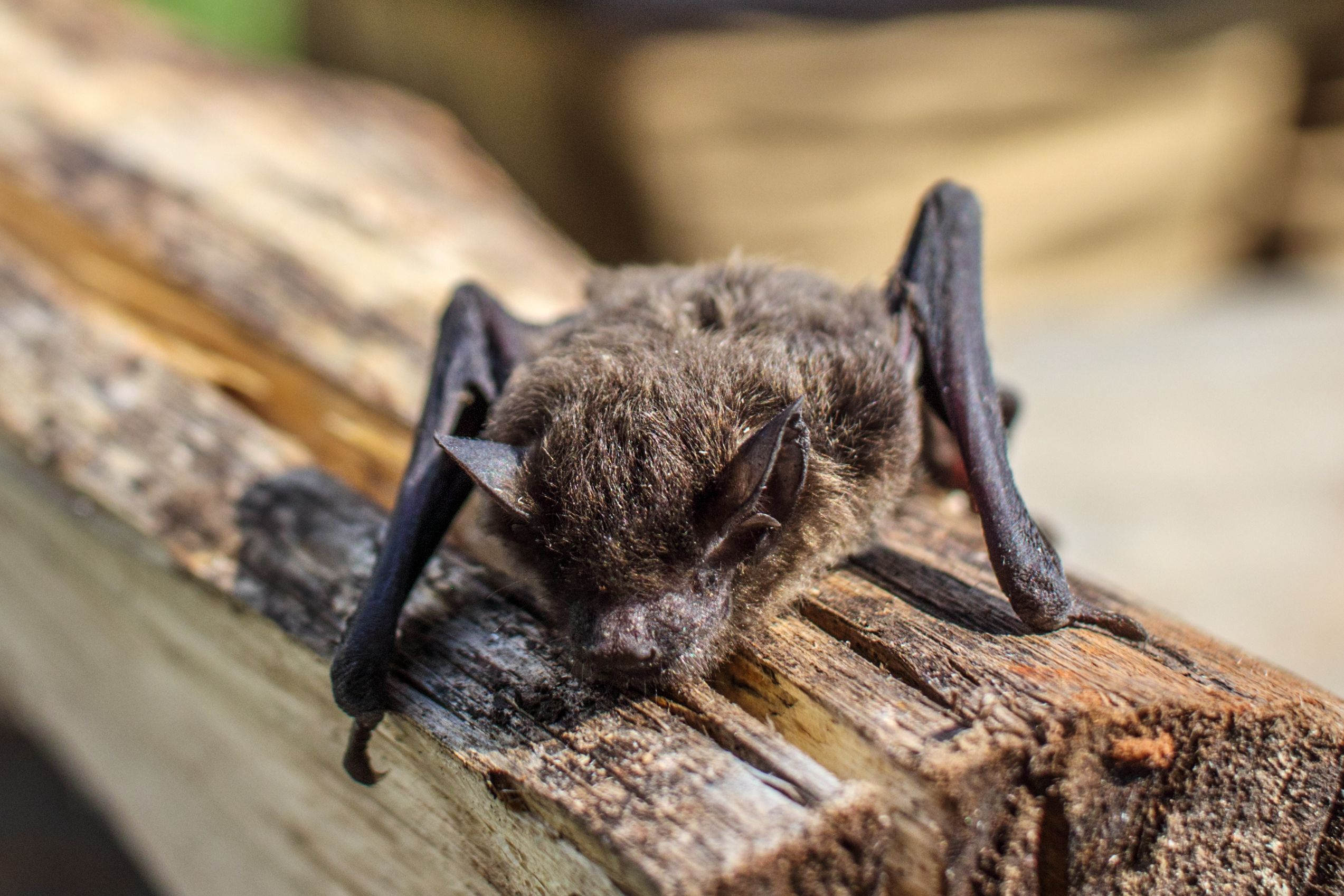 Bat control and removal service in Kansas
