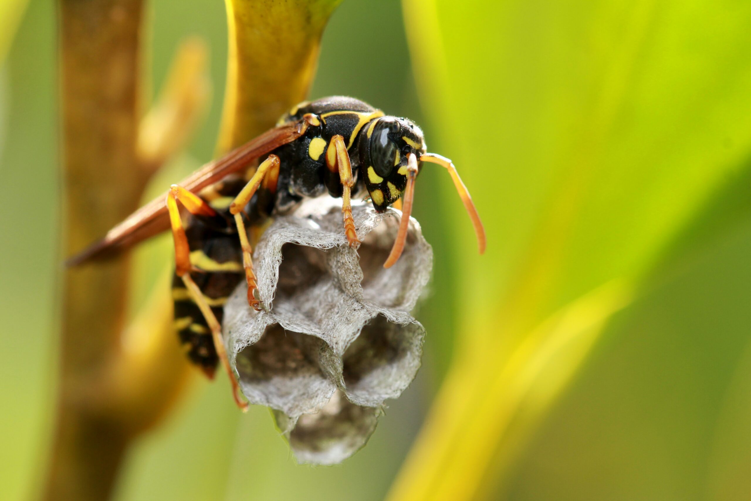 Stinging pest control in Central Kansas