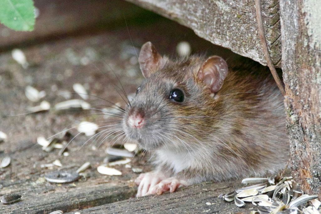 rodent control kansas