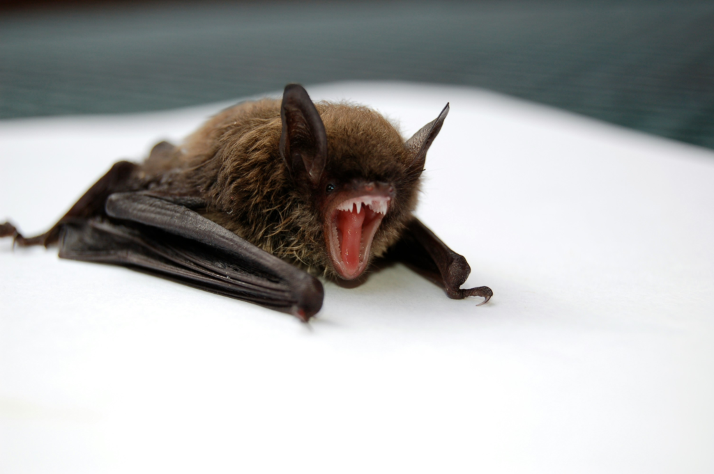 bat control in Kansas