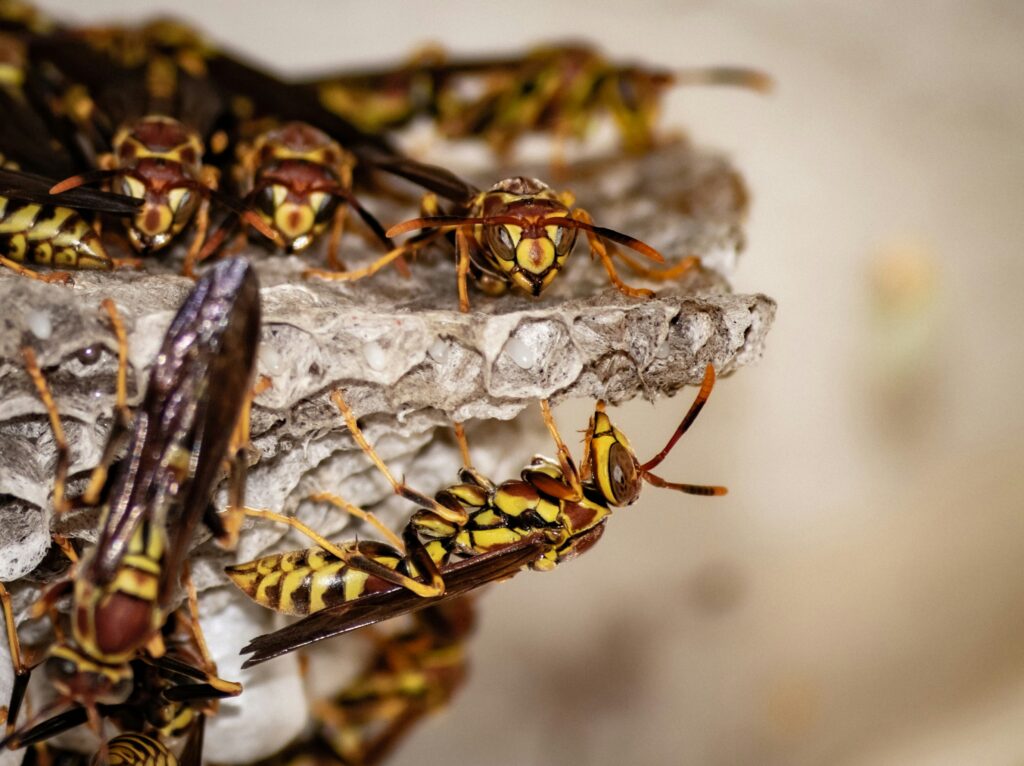 Central Kansas stinging pest control