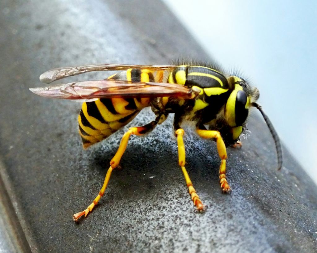 stinging insect control in Salina and Central Kansas
