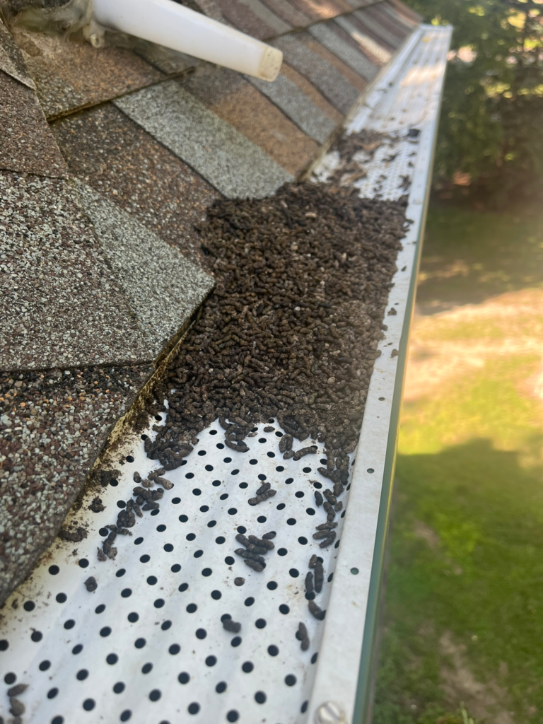 bat guano on gutter Pest Five-0