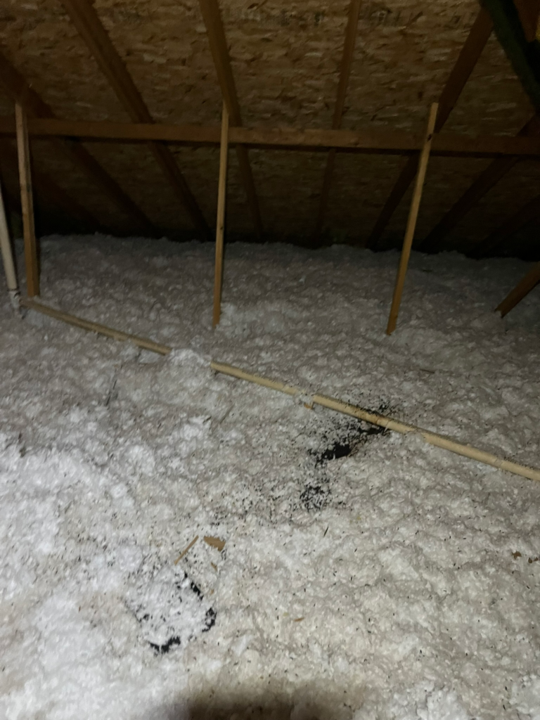 bat guano in attic