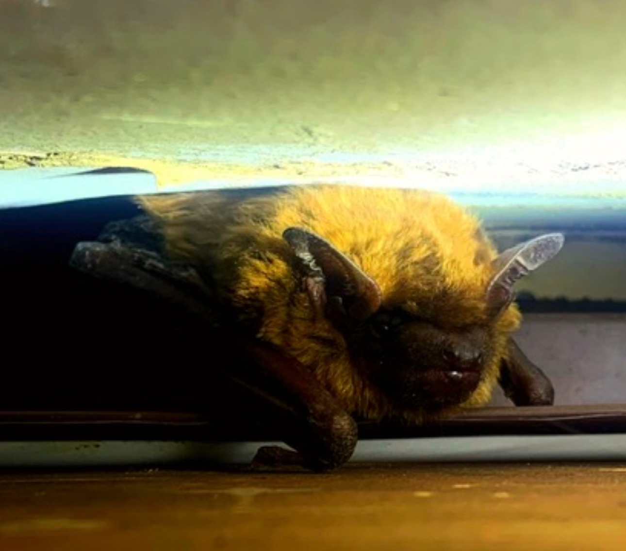 bat control Kansas