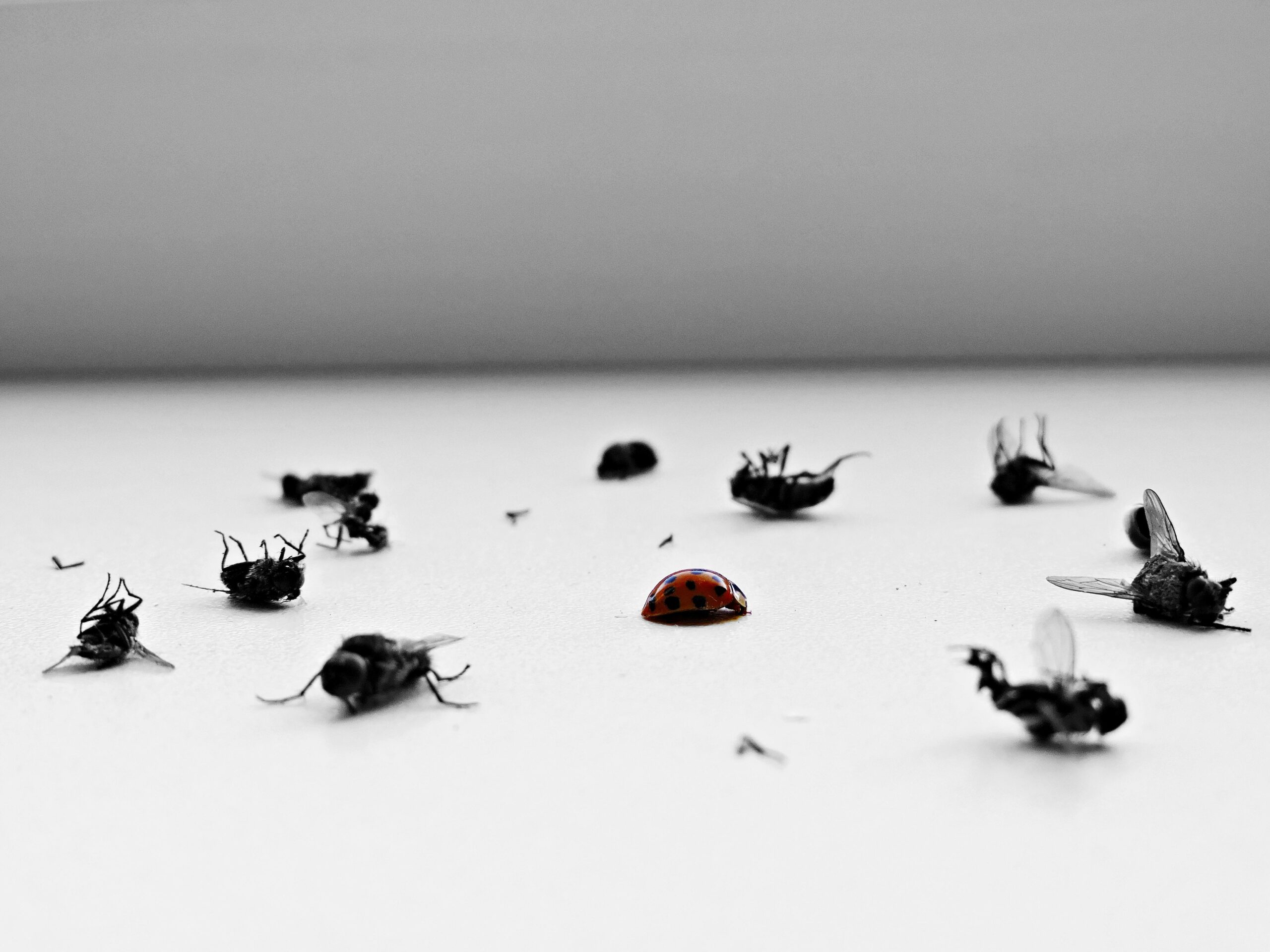 Do Ultrasonic Pest Repellers Really Work?