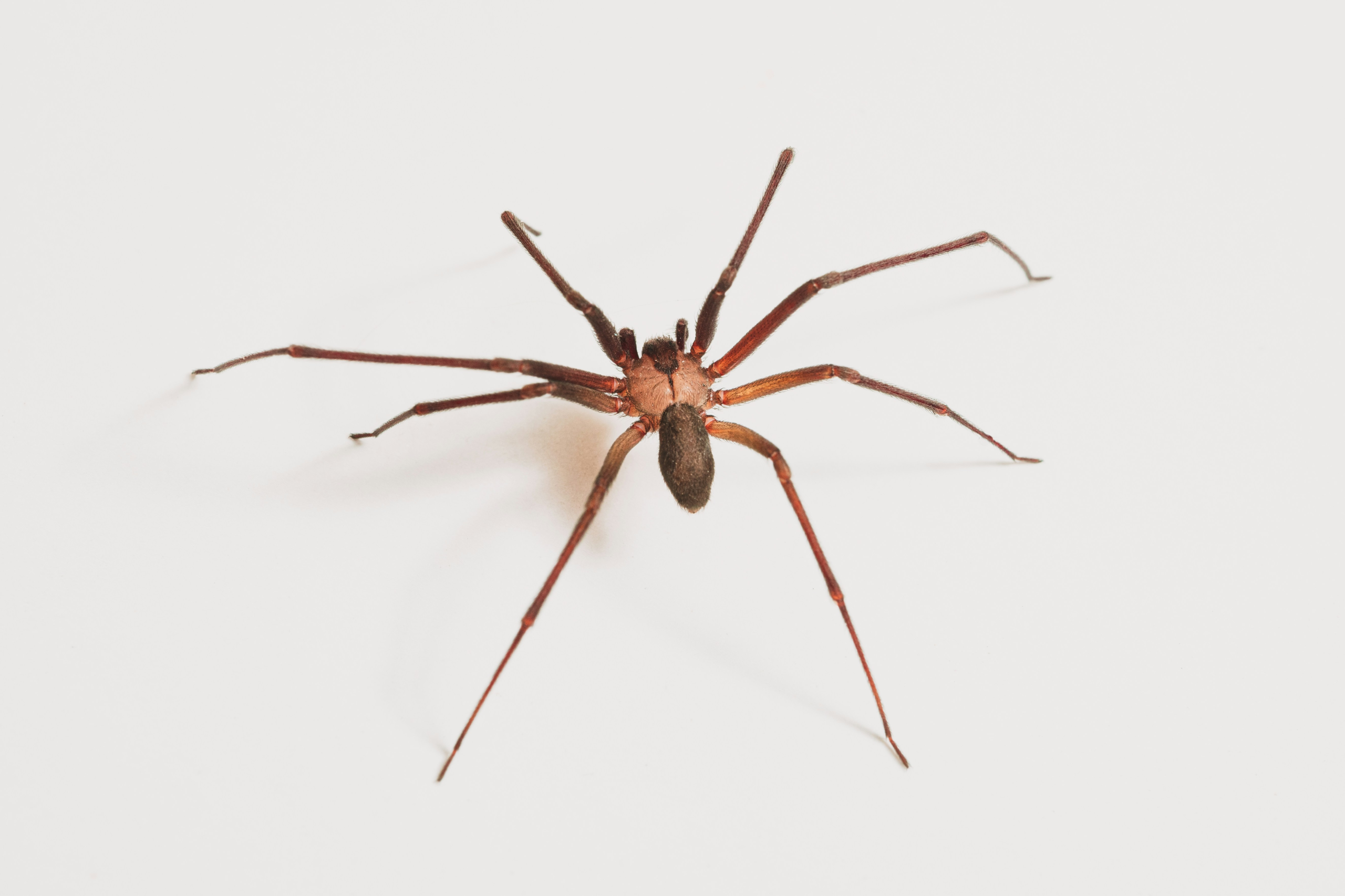 Brown Recluse Spiders in Kansas: Identification, Myths, and Prevention